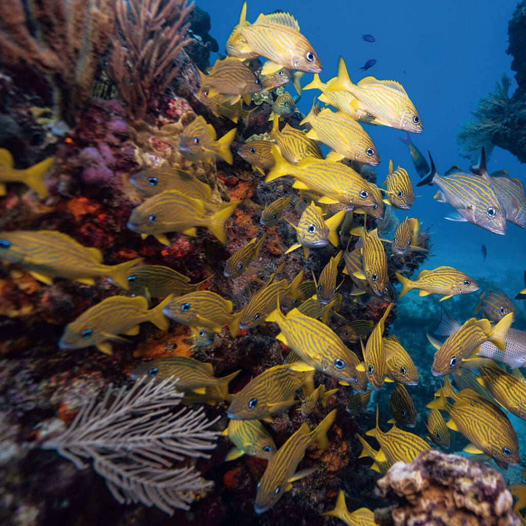 Arrecife coralino.