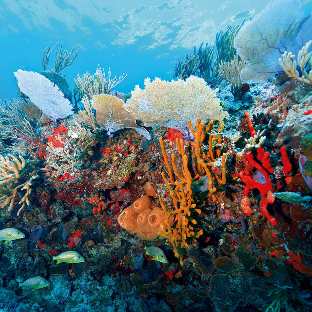 Iniciativas de regeneración.