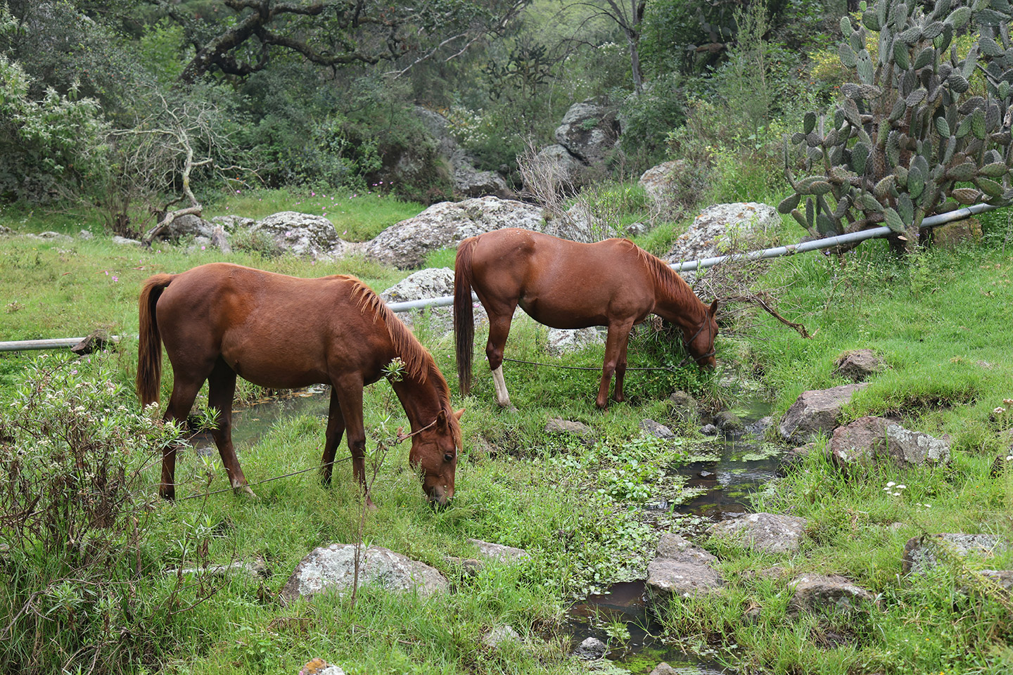 Haciendas_Querétaro_Muralla_3