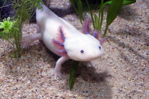 Así puedes adoptar un ajolote y darle un refugio seguro este 2026