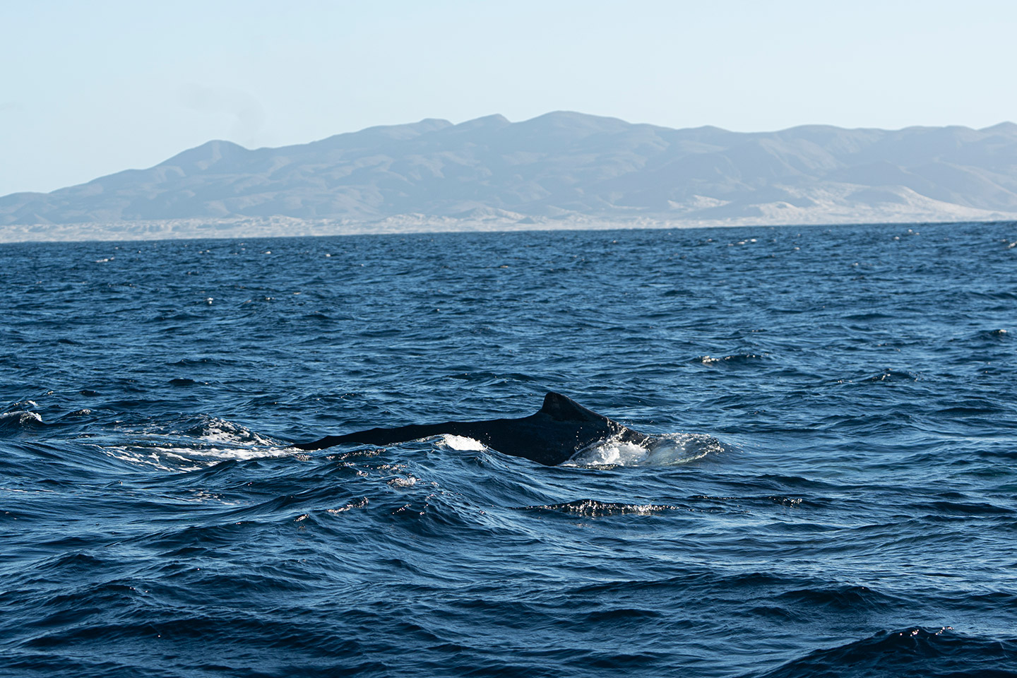 BCS_Bahía_Magdalena_ballena_jorobada