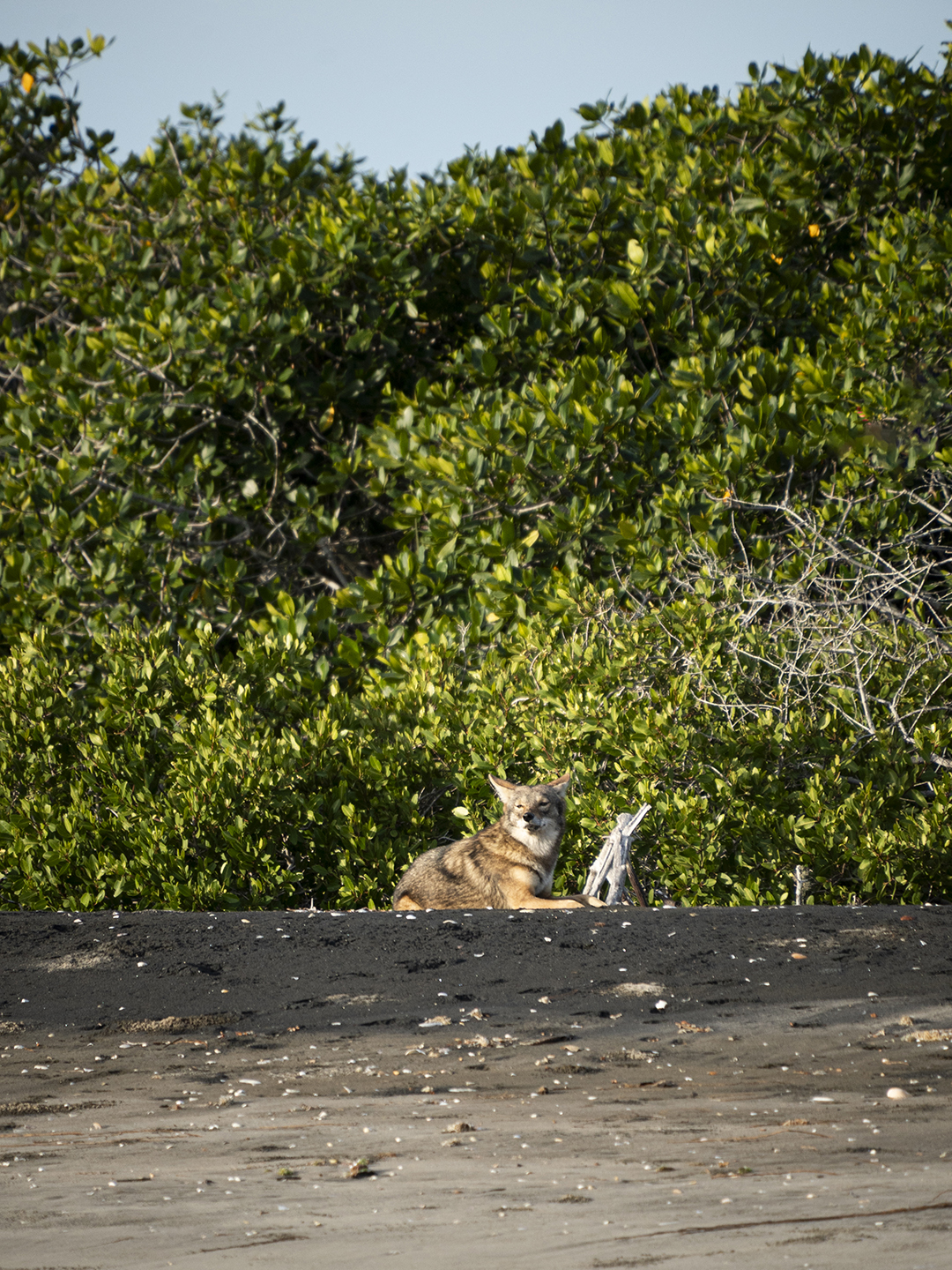 BCS_Bahía_Magdalena_coyote_