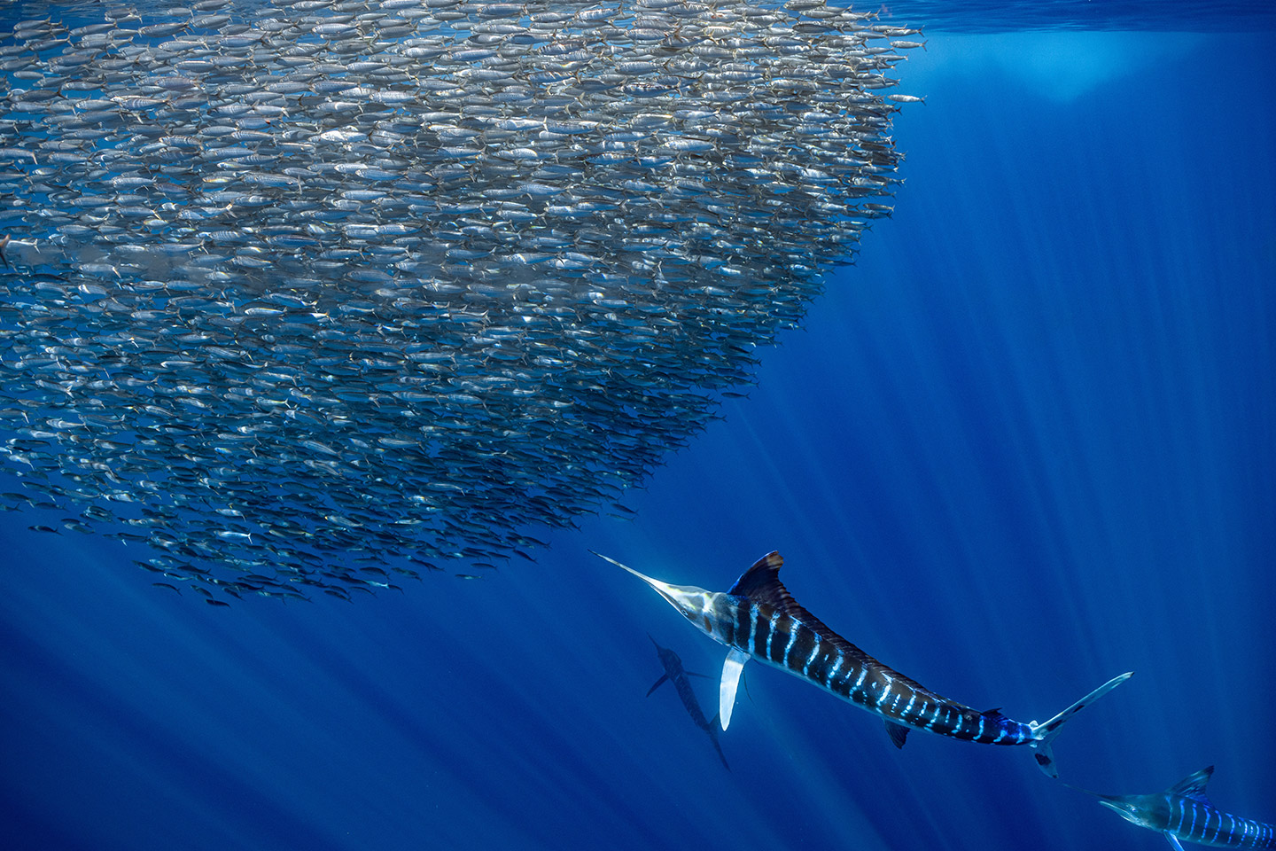 BC_Bahí_Magdalena_sardinas_marlin