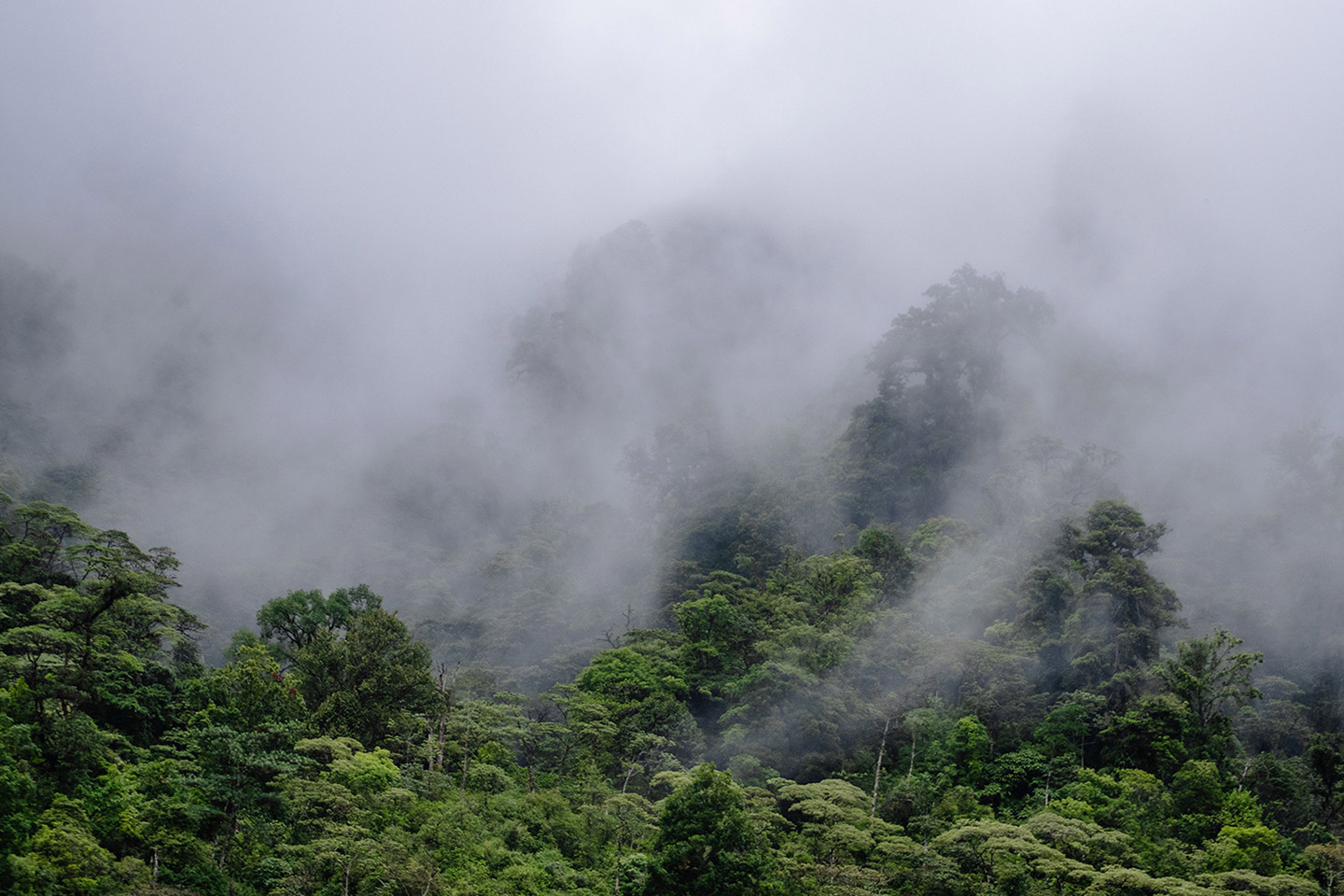 Ruta del café en Nicaragua