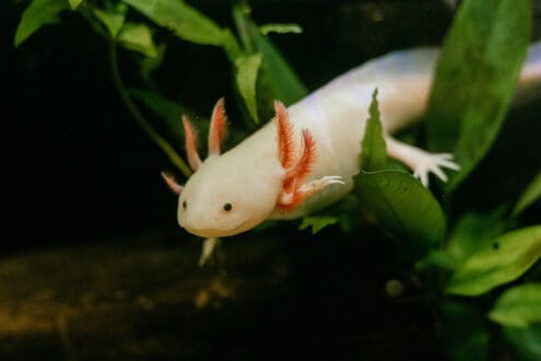 Qué hacer en CDMX durante la primera semana de febrero: arte, cine y ¡tamales!