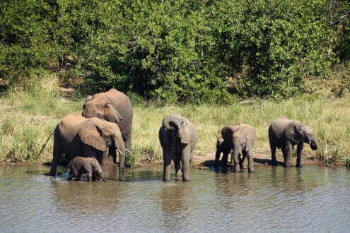 ¿Se puede visitar un santuario de elefantes de forma ética?