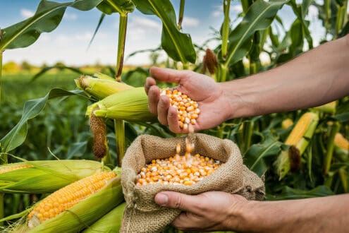 La diferencia entre maíz híbrido y transgénico: qué dice tu elote