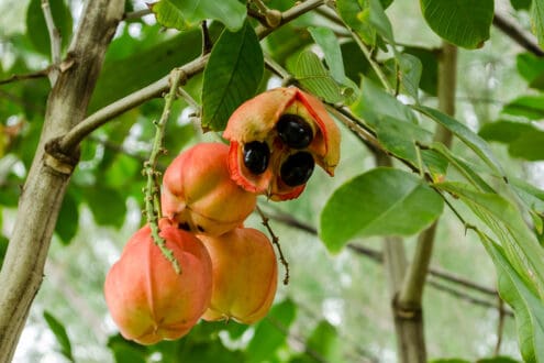 Platillos peligrosos que podrían ser tu mejor anécdota o la última