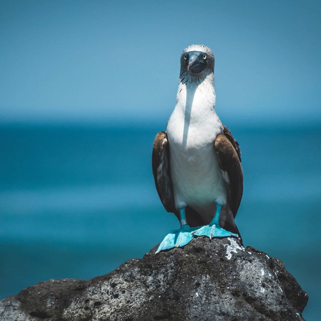turismo ornitológico, Bahía de Banderas, Nayarit