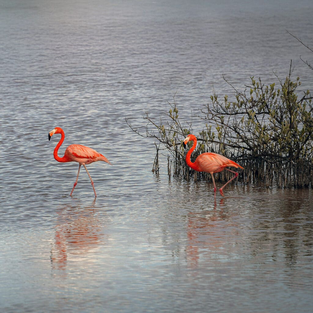 turismo ornitológico. Celestun, Yucatán