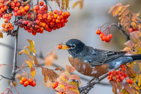 Turismo ornitológico: los mejores sitios de México para ver aves