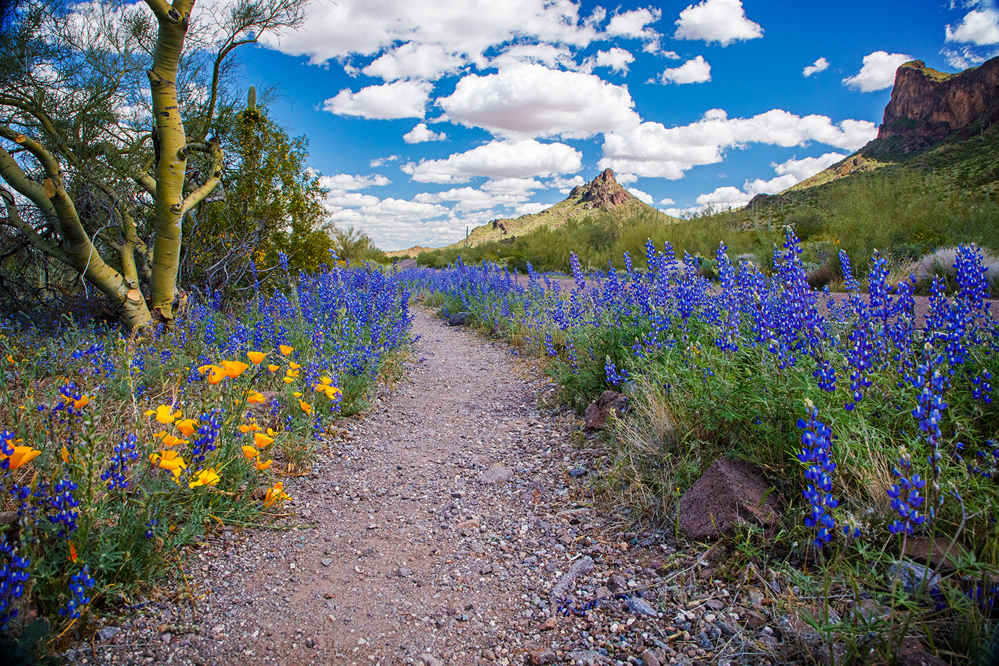 Desiertos de Arizona.
