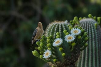 Florece el desierto: llega el Super Bloom de primavera a Arizona