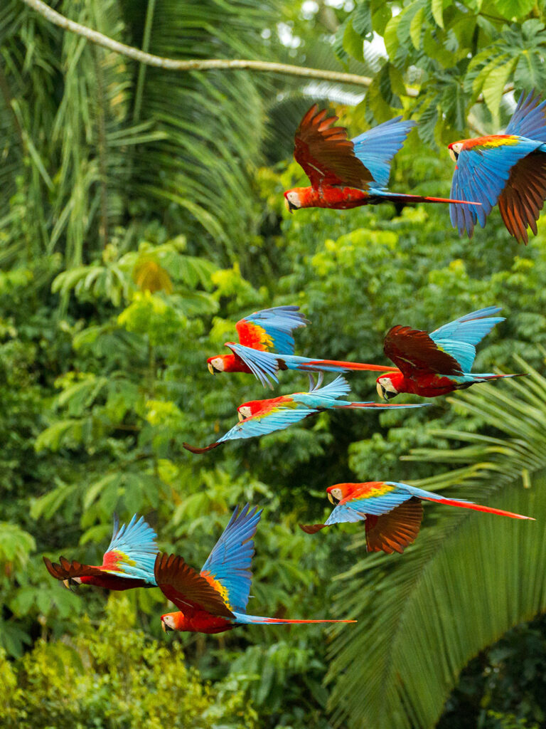 Amazonas peruano en Espacio Sur 2026