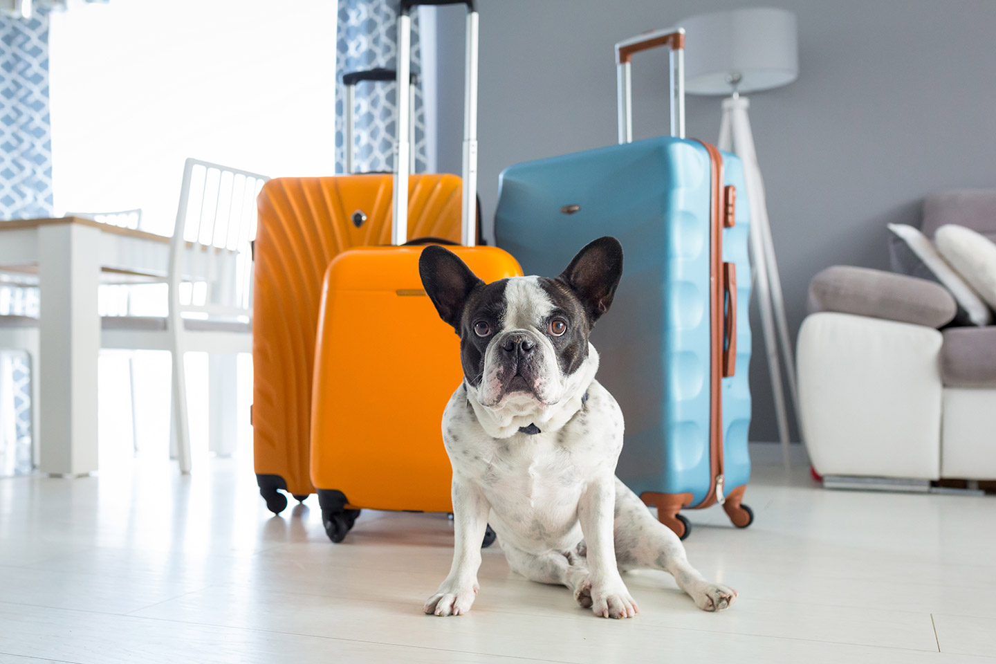 UA_viajar_mascotas_1 Seguro de viaje para masc