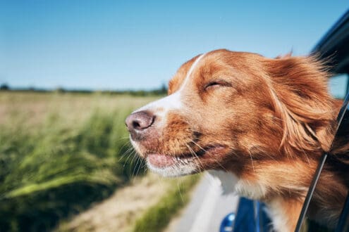 ¡Patitas a bordo! Todo sobre el seguro de viaje para mascotas