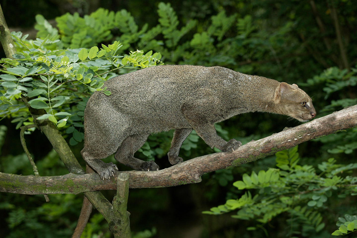 Jaguarundi avistado en Xochicalco, Morelos