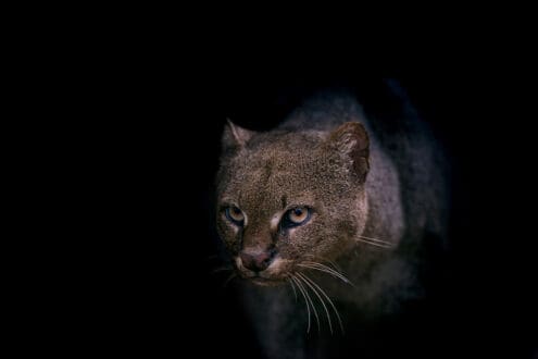 Jaguarundi es captado en video por primera vez en Morelos