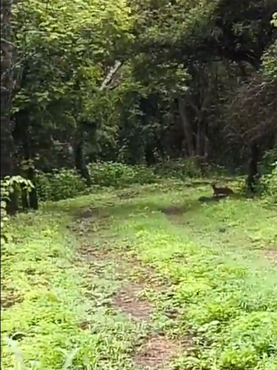 Jaguarundi avistado en Xochicalco, Morelos