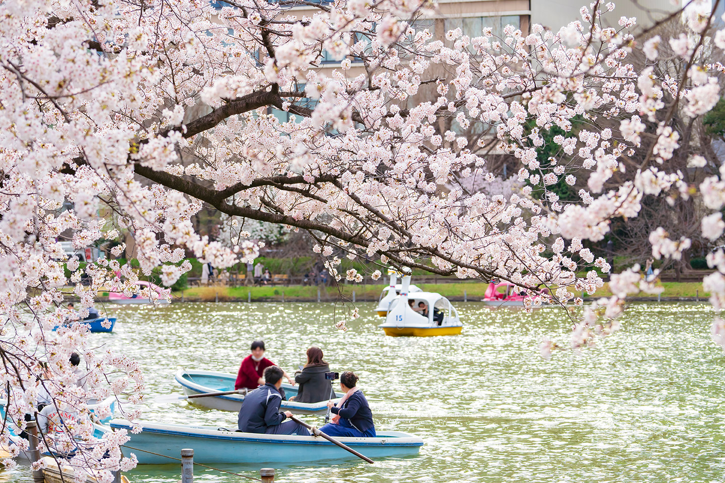 Floración de cerezos en Japón