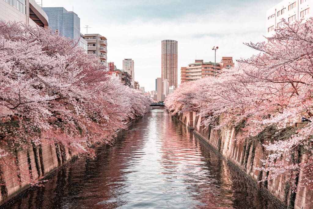 Floración de cerezos en Japón