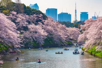 Cerezos en Japón: ¿cuándo y por qué se tiñe de rosa el país?