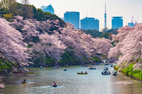 Cerezos en Japón: ¿cuándo y por qué se tiñe de rosa el país?