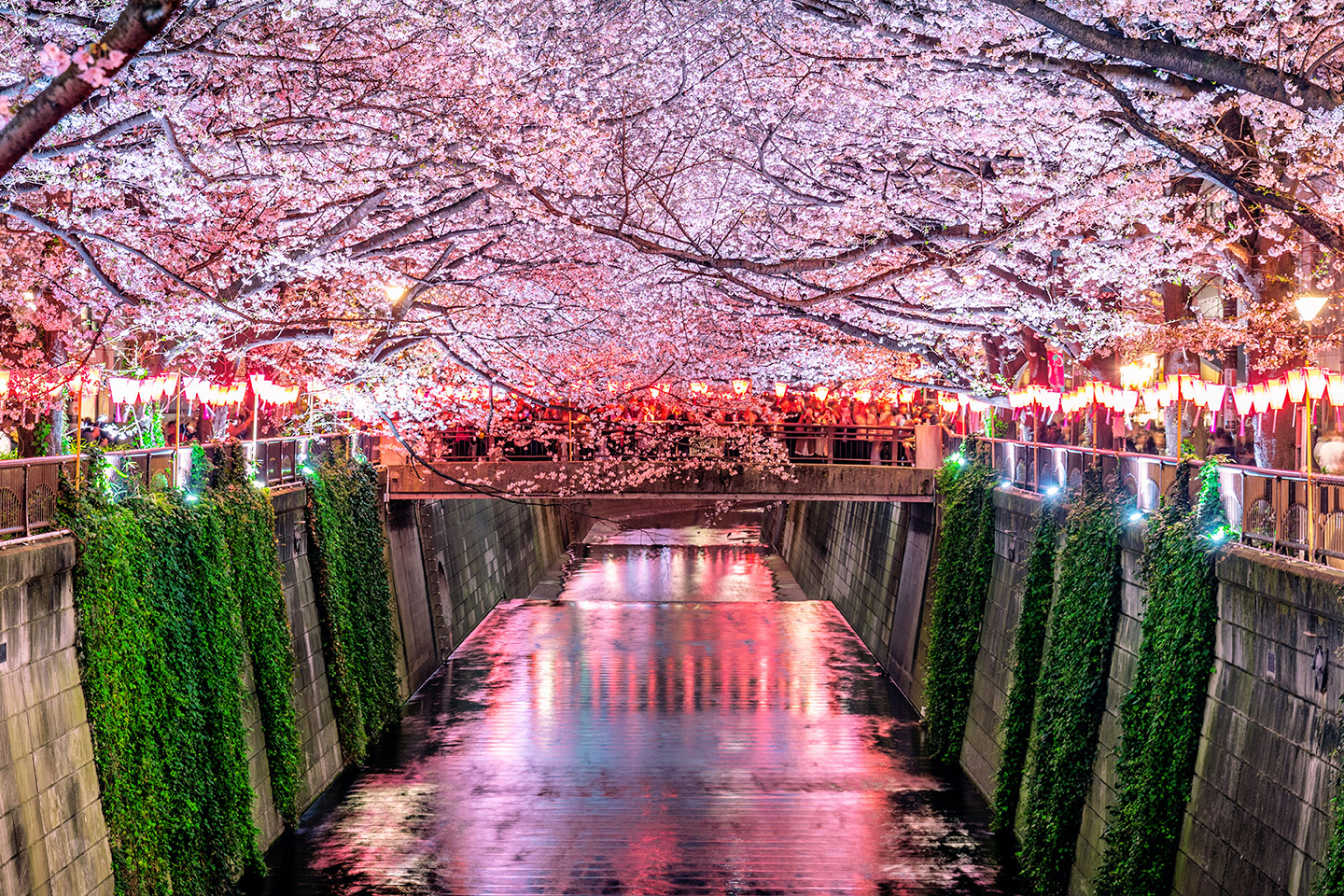 Floración de cerezos en Japón