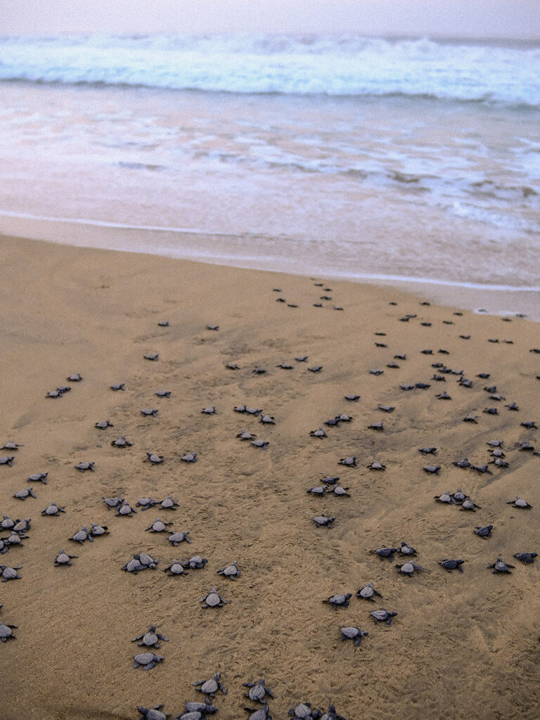 Hotel playa Viva, en Guerrero