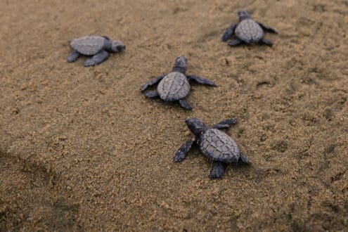 Playa Viva: un hotel para habitar la naturaleza a profundidad