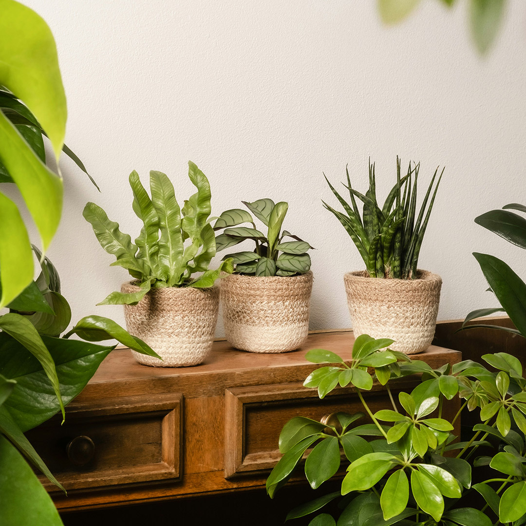 plantas_mientras_viajas_2 consejos para cuidar plantas