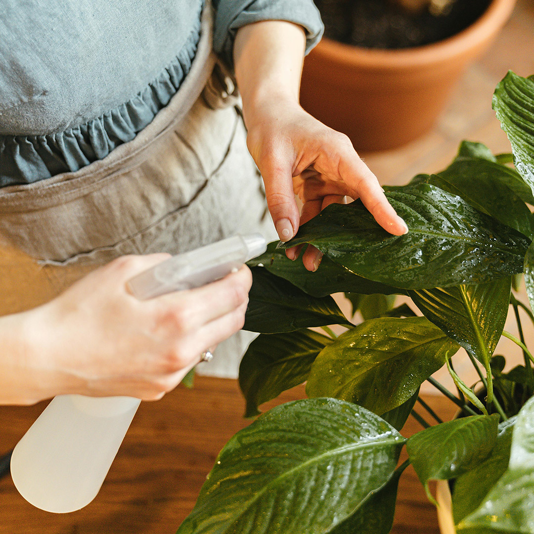 plantas_mientras_viajas_4 consejos para cuidar plantas