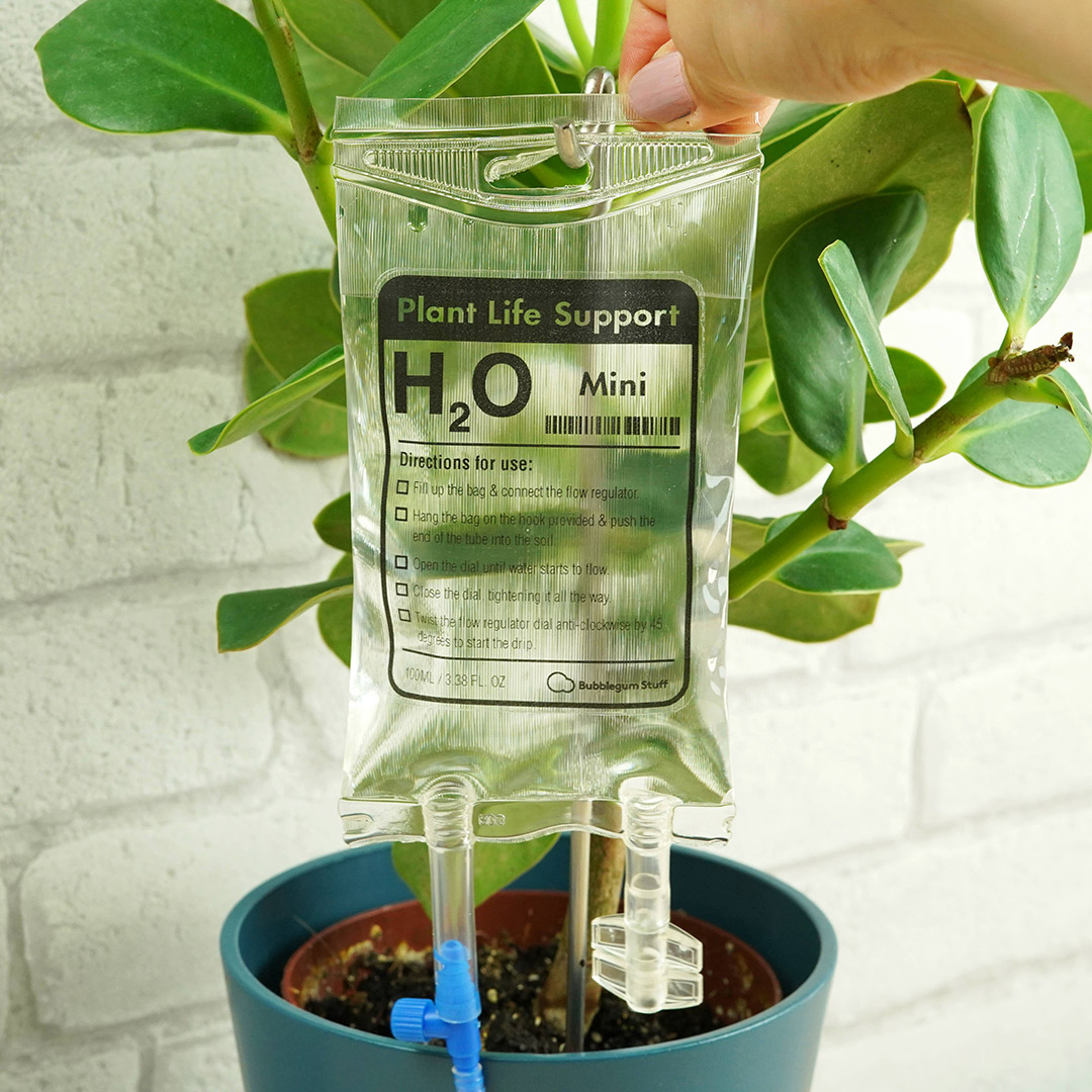 plantas_mientras_viajas_5 consejos para cuidar plantas
