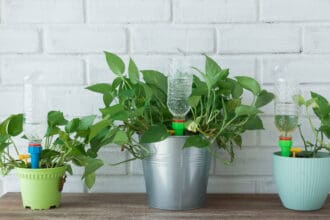 5 consejos para cuidar tus plantas mientras estás de viaje