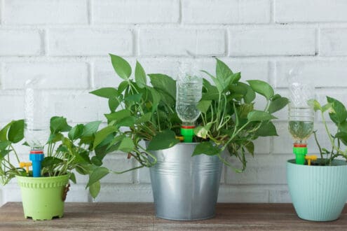 5 consejos para cuidar tus plantas mientras estás de viaje