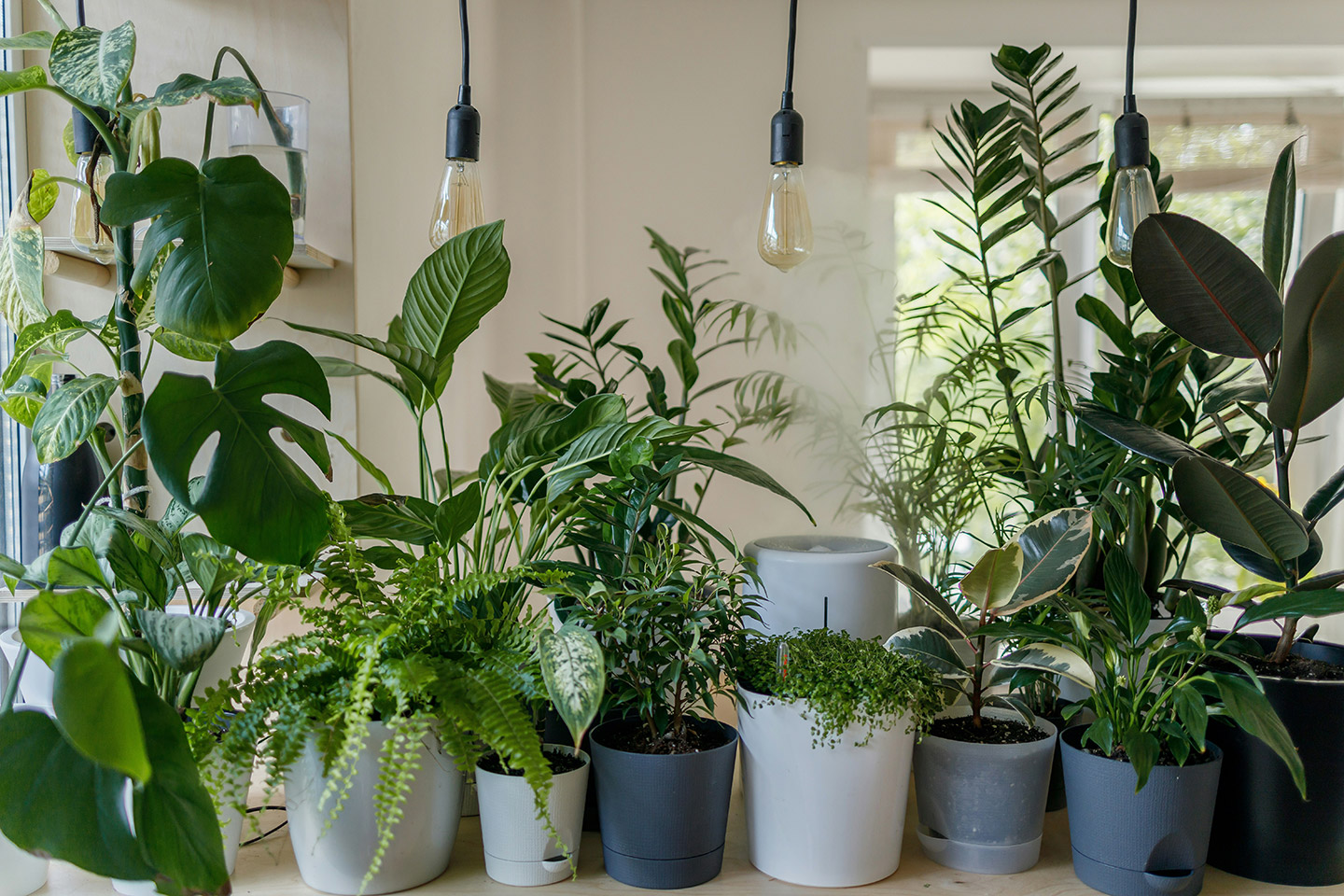 plantas_mientras_viajas_intro consejos para cuidar plantas
