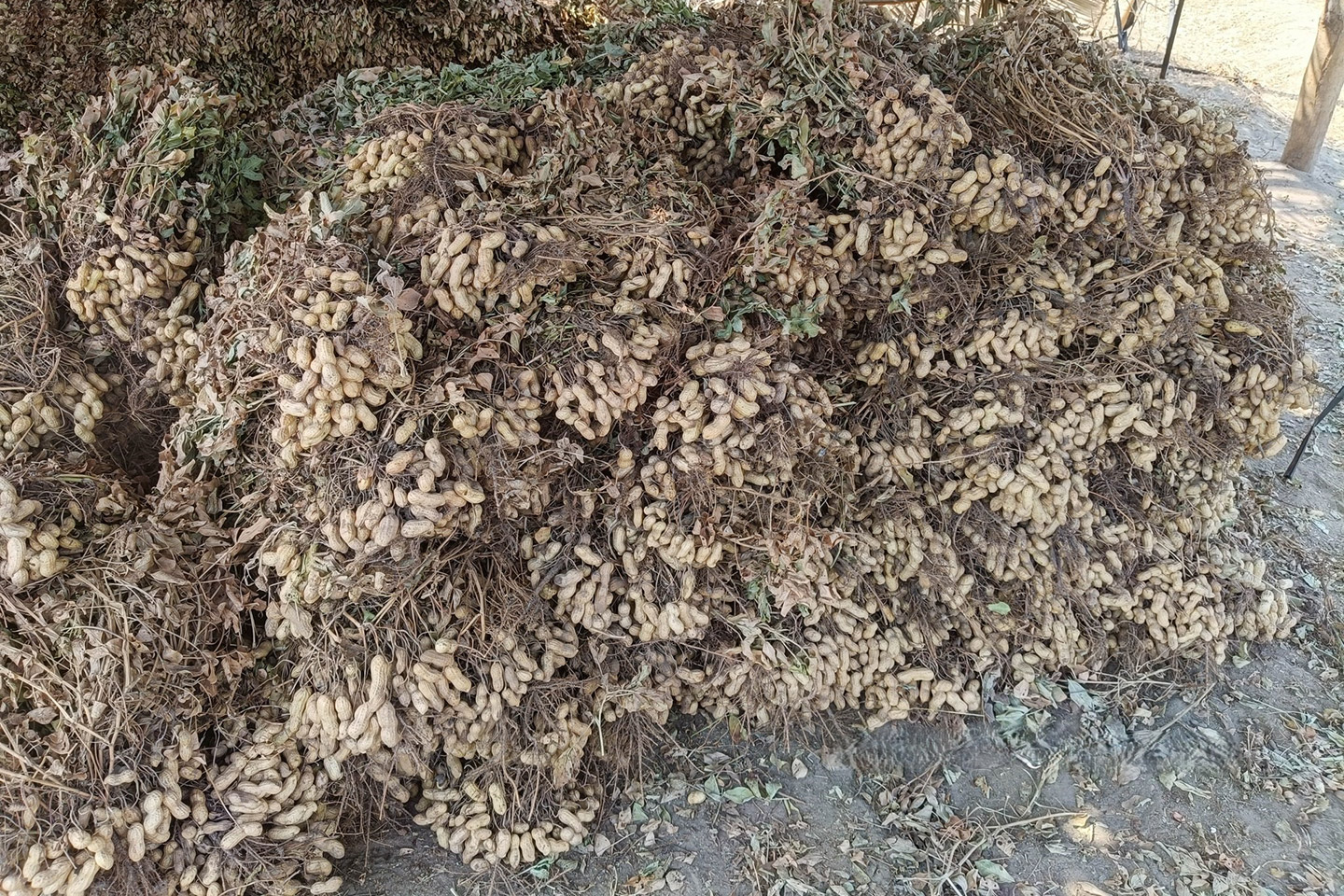 Ruta del cacahuate cultivo de cacahuates