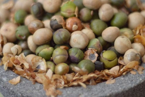 Capomo: el superalimento maya que energiza sin cafeína