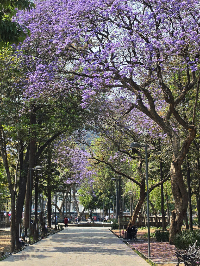 Samsung_jacarandas_0017 Tener un buen equipo sí hace la diferencia.
