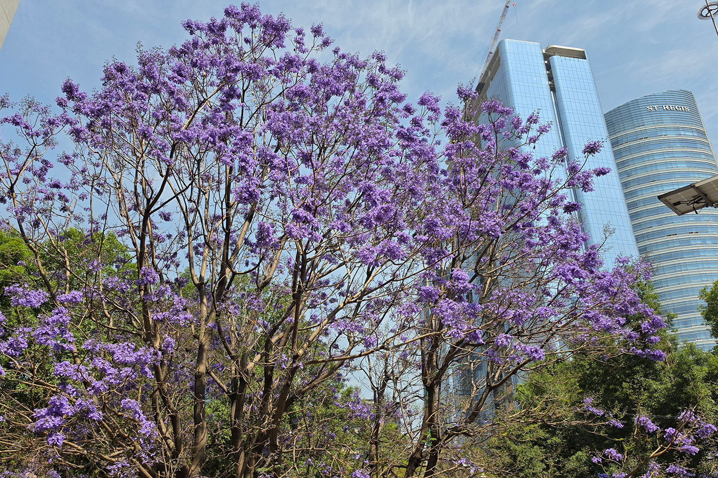 Samsung_jacarandas_0742 Samsung propone crear la guía más grande de jacarandas en México.
