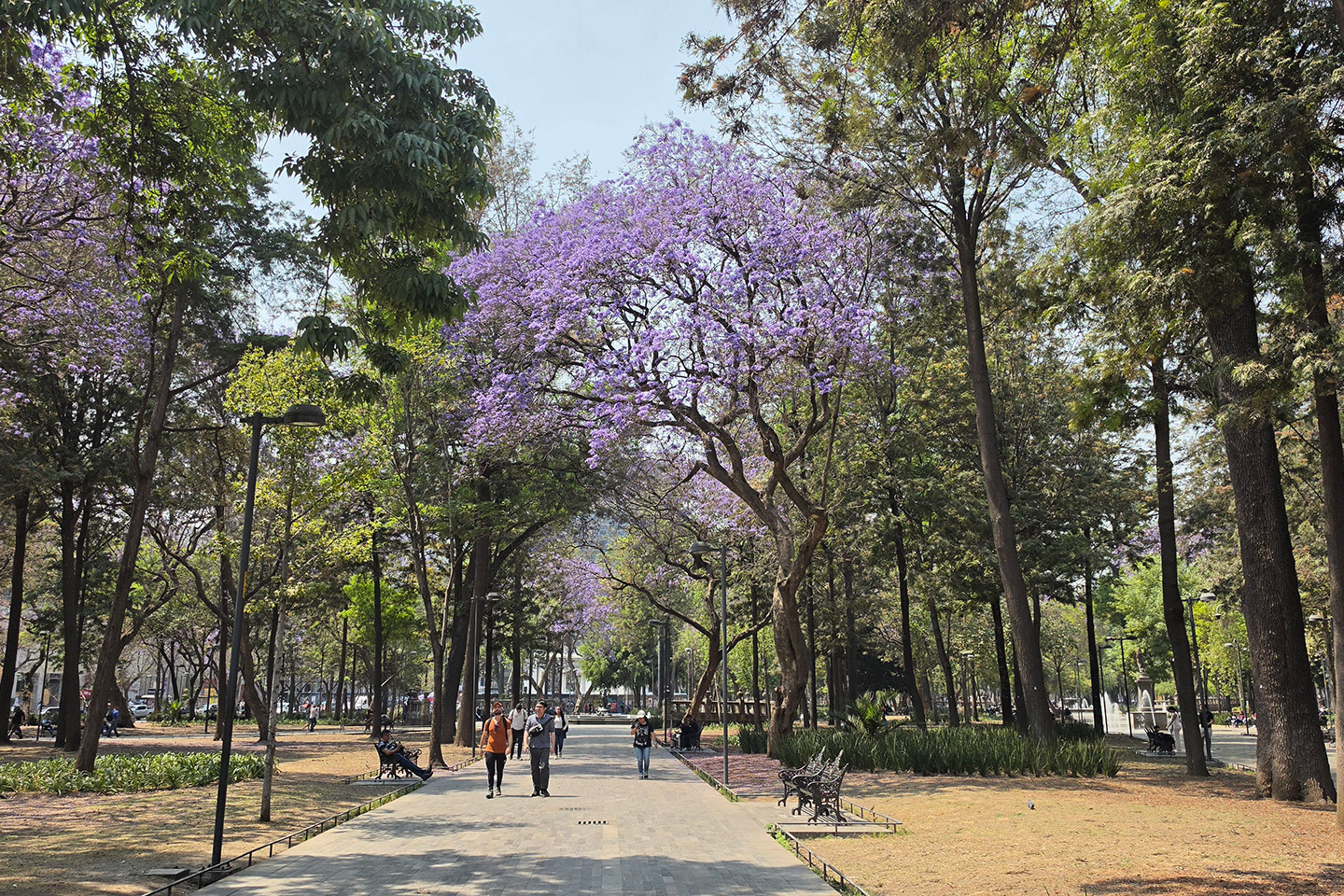 Samsung_jacarandas_20132 La temporada de jacarandas pide buenas fotos.