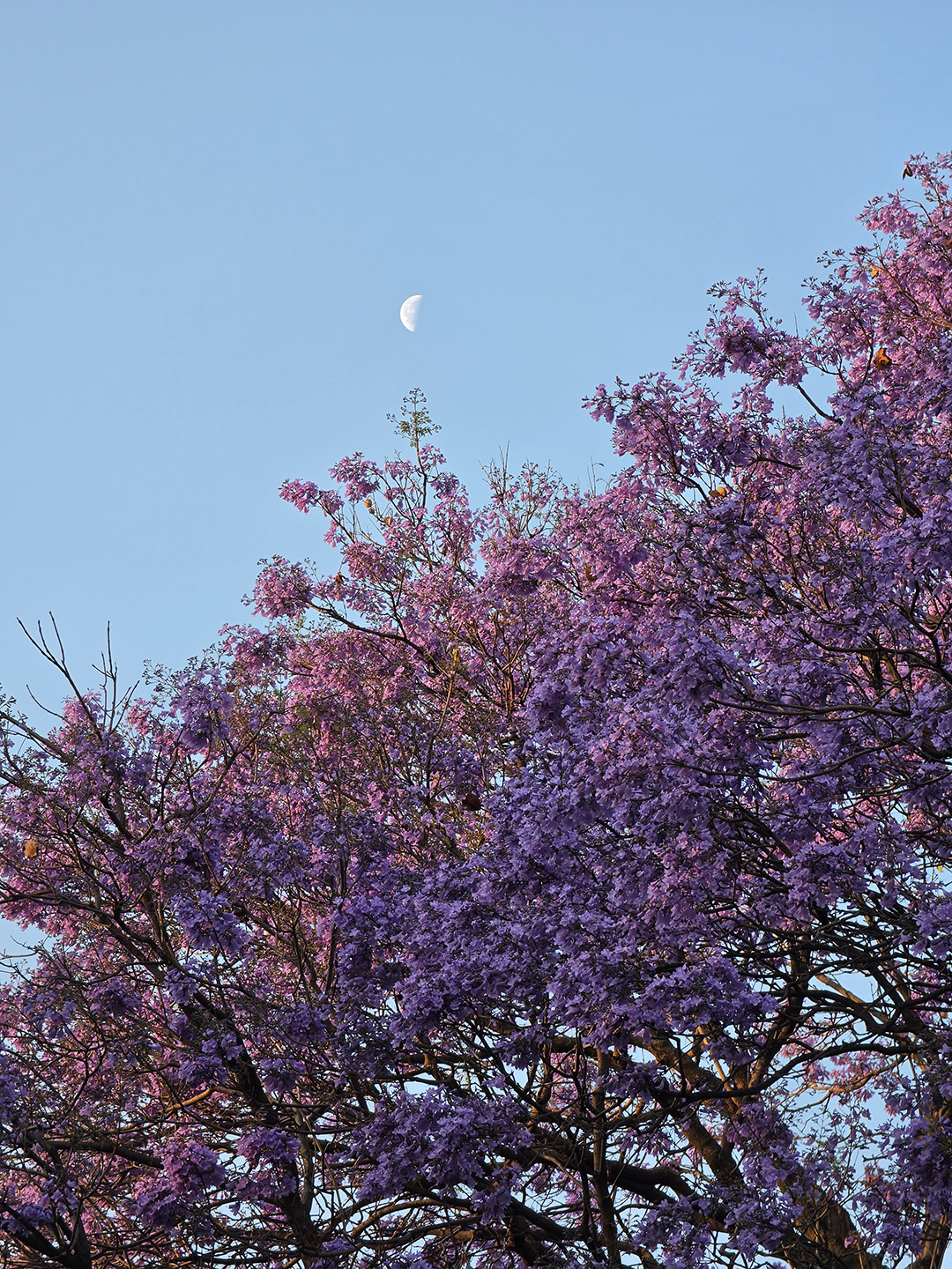 Samsung_jacarandas_2320 Jacarandas color lila.