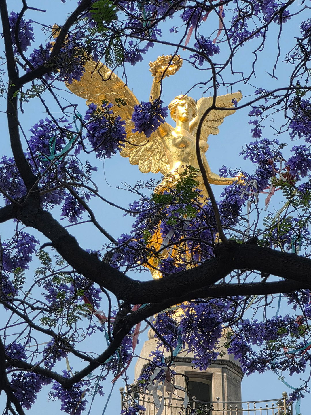 Samsung_jacarandas_3826 Logra buenos detalles en las flores.