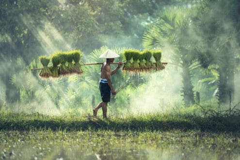 Los cereales más consumidos a nivel mundial y sus beneficios nutritivos