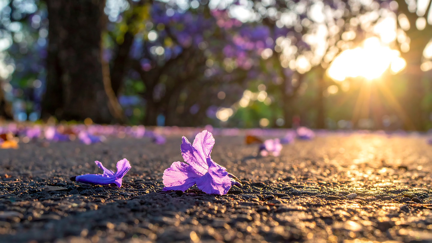 El origen de las jacarandas se encuentra en Sudamérica.