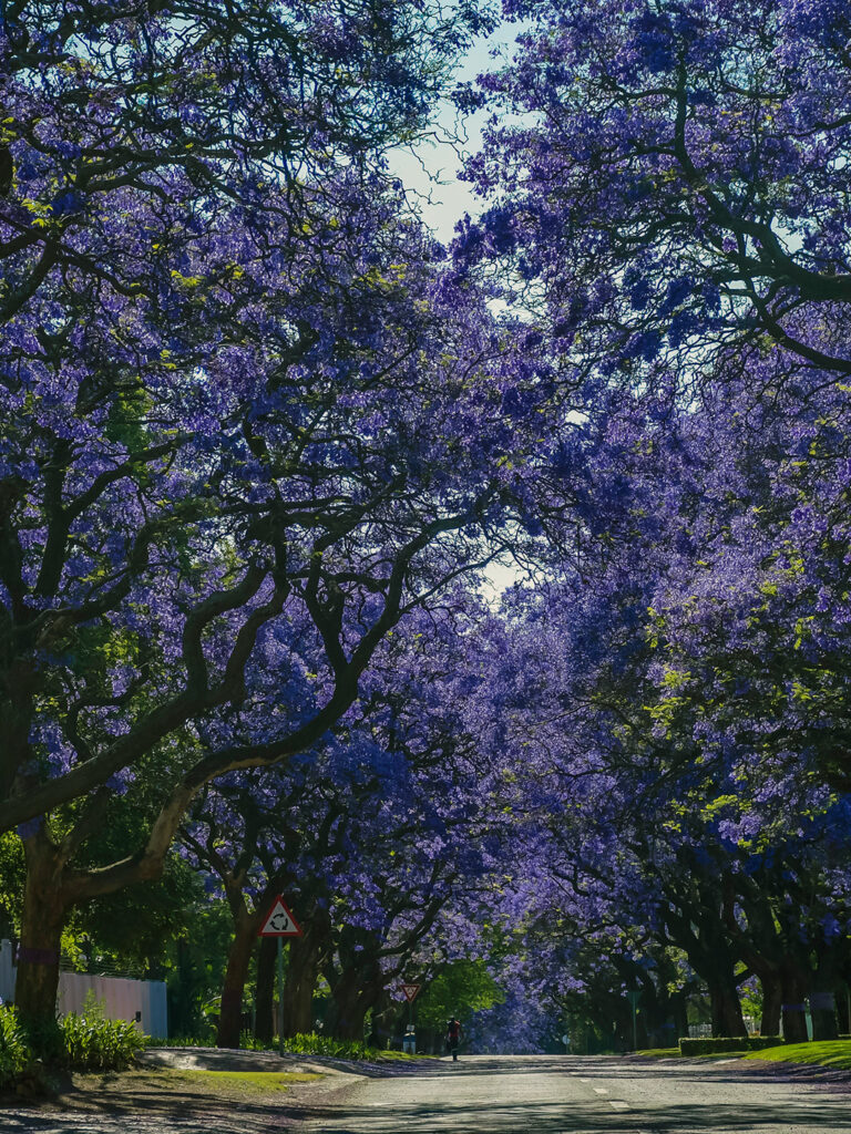 Las jacarandas florecen entre marzo y abril.