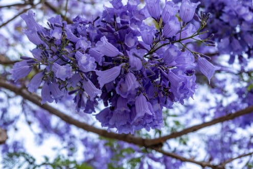 El origen de las jacarandas en la CDMX: así comenzó todo