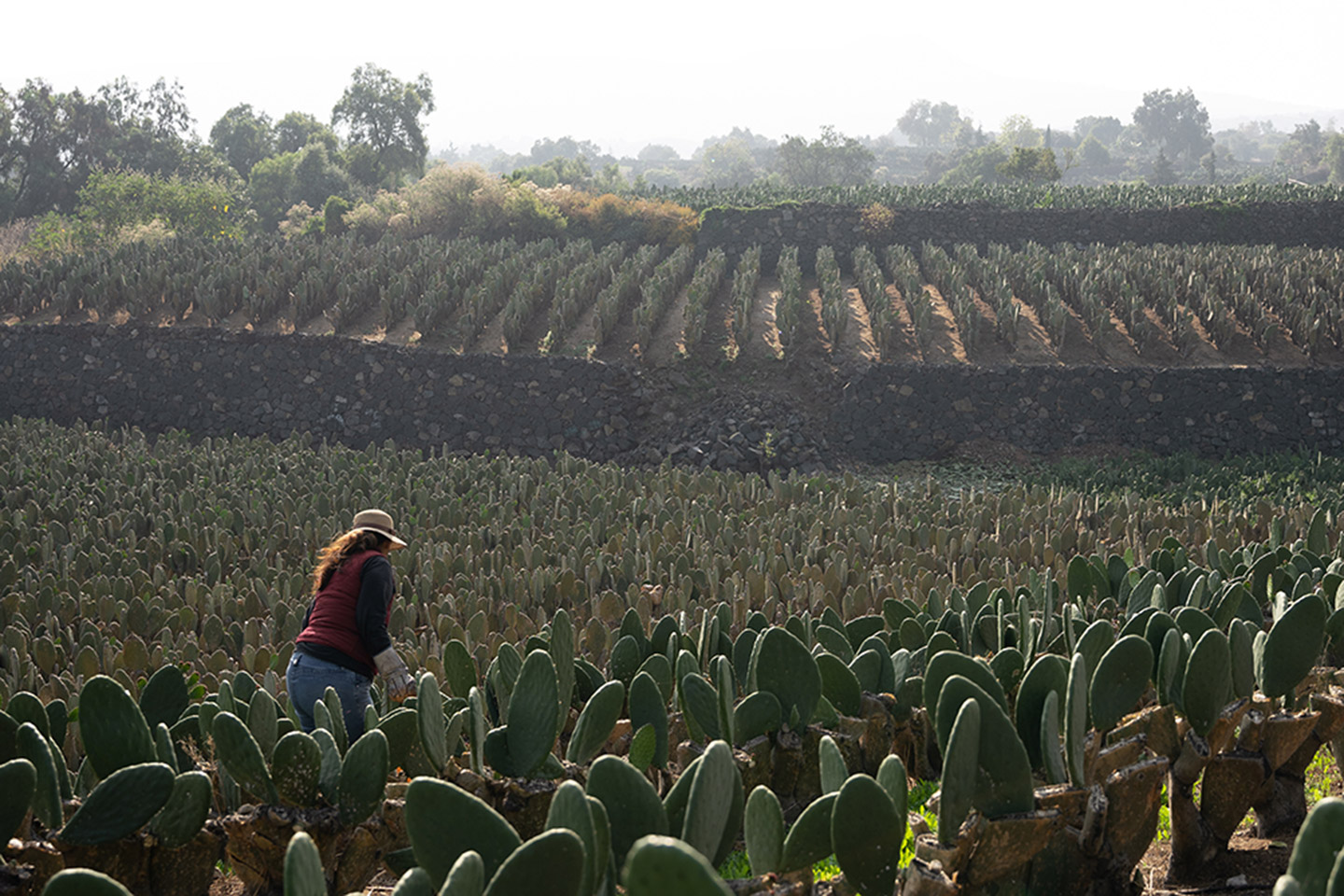 Pueblos Originarios de la Ciudad de México