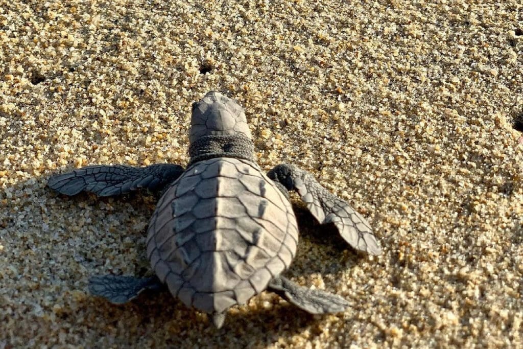 naturaleza en Puerto Vallarta