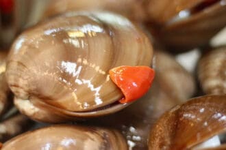 Veda de la almeja chocolata en México: 5 cosas que debes saber